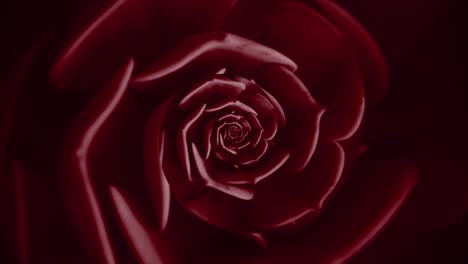 close-up of a dark red succulent flower