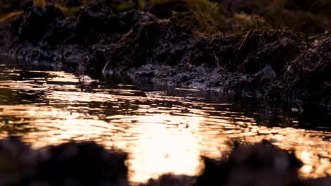 sunset puddle in a dirt ditch