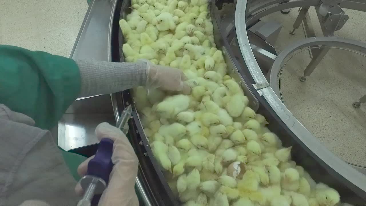 vacunación en una línea de producción de pollos en una fábrica de incubación destinada a grandes gallineros