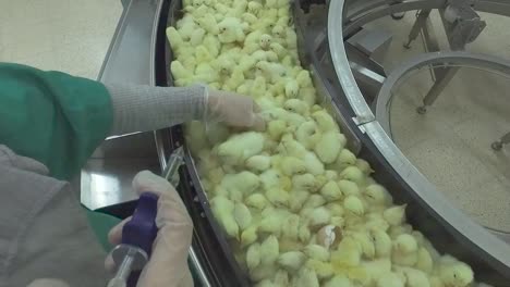 vaccination in a chick production line in a hatchery factory intended for large henhouses