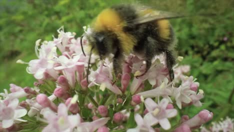 bumblebee collects nectar from the flower. close-up macro.