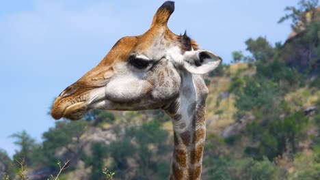 Giraffenporträt-Beim-Grasen-Und-Kauen-Von-Futter:-Nahaufnahme-Des-Krüger-Nationalparks