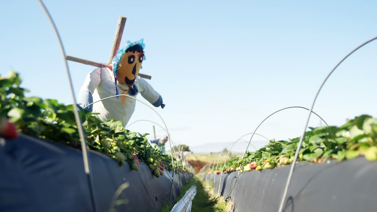 Scarecrow in strawberry farm 4k