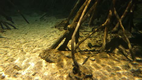 raíz del árbol bajo el agua, luz de reflexión en el suelo