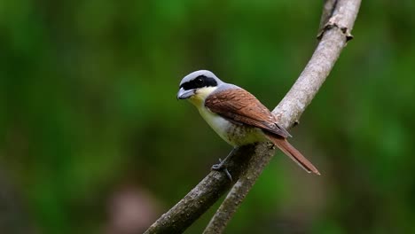 Der-Tigerwürger-Hat-Seinen-Namen-Von-Dem-Tigerähnlichen-Muster-Auf-Seinen-Federn,-Da-Er-Auch-Ein-Raubtier-Eines-Vogels-Ist,-Der-Sich-Von-Insekten,-Sehr-Kleinen-Säugetieren-Und-Sogar-Vögeln-Seiner-Größe-Ernährt