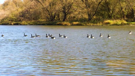 Eine-Schar-Kanadischer-Gänse,-Die-In-Einer-Schnell-Fließenden-Strömung-Den-Fluss-Hinuntertreiben