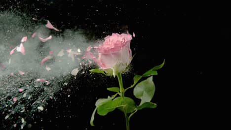 una bala rompe una rosa rosada