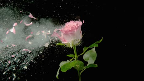 a bullet shatters a pink rose