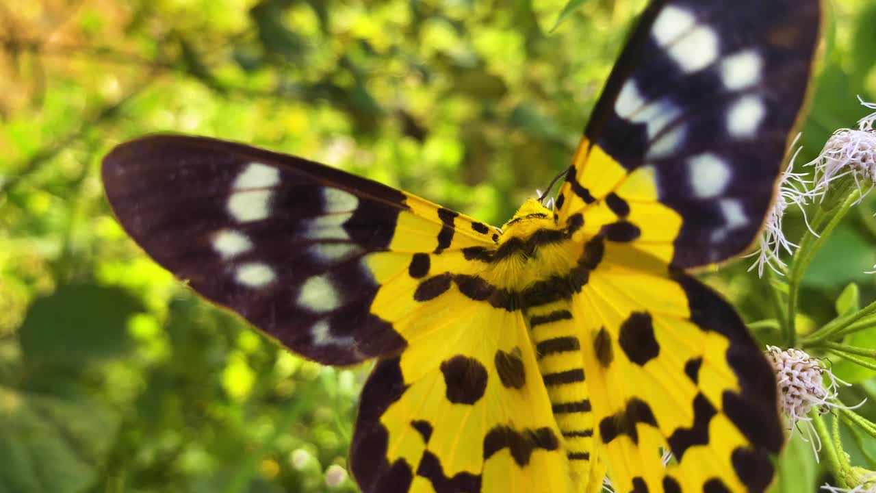 Falena falsa tigre o farfalla posata su fiori in Bangladesh, Asia meridionale.