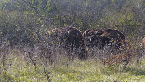 Europäische-Bison-Bonasus-Herde-Weidet-Auf-Einem-Buschigen-Feld,-Windiger-Tag,-Tschechien