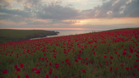 beautiful poppy field with scenic sunset in cornwall