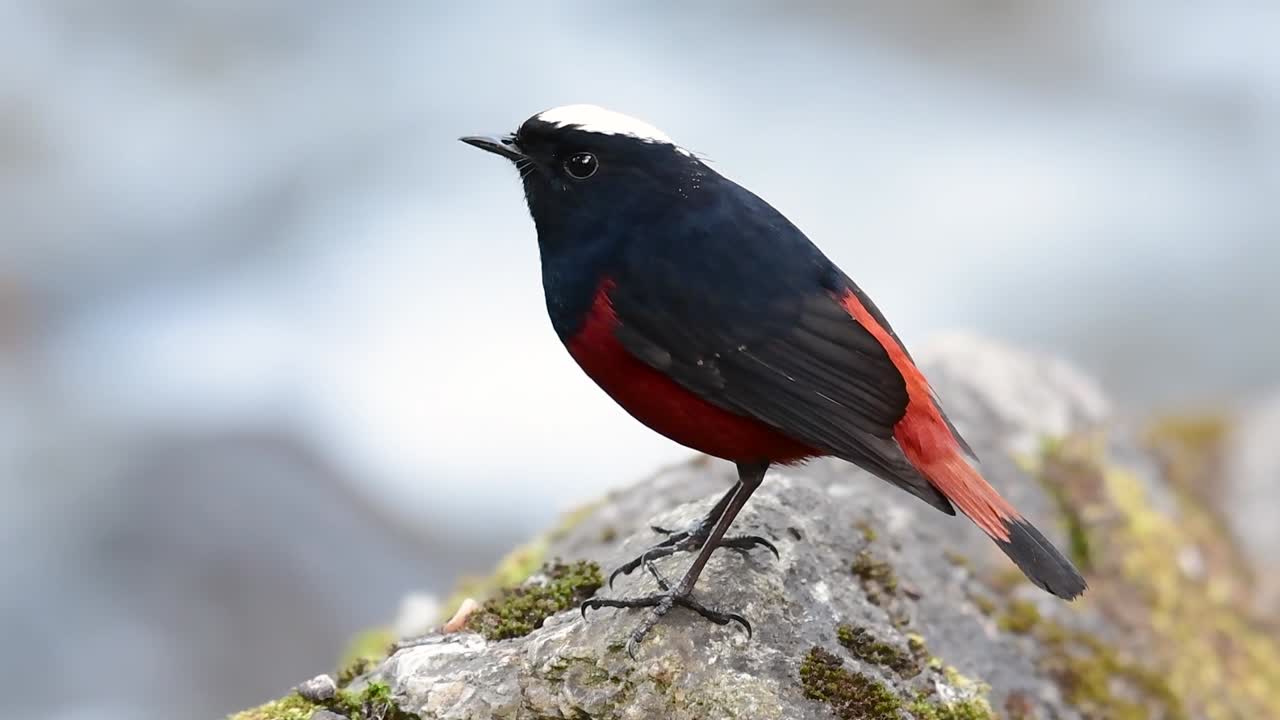 el colirrojo de cabeza blanca es conocido por su hermosa corona blanca, alas de color azul oscuro negruzco y marrón debajo de las plumas y su cola comienza con rojo