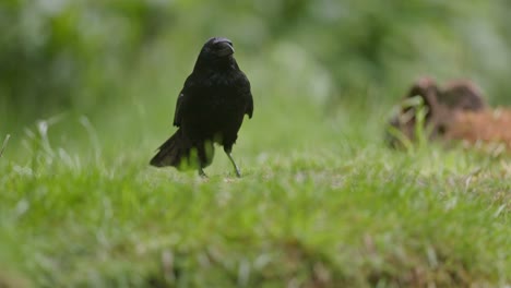 carrion crow walks on green grass and flaps wings, ground view slo-mo