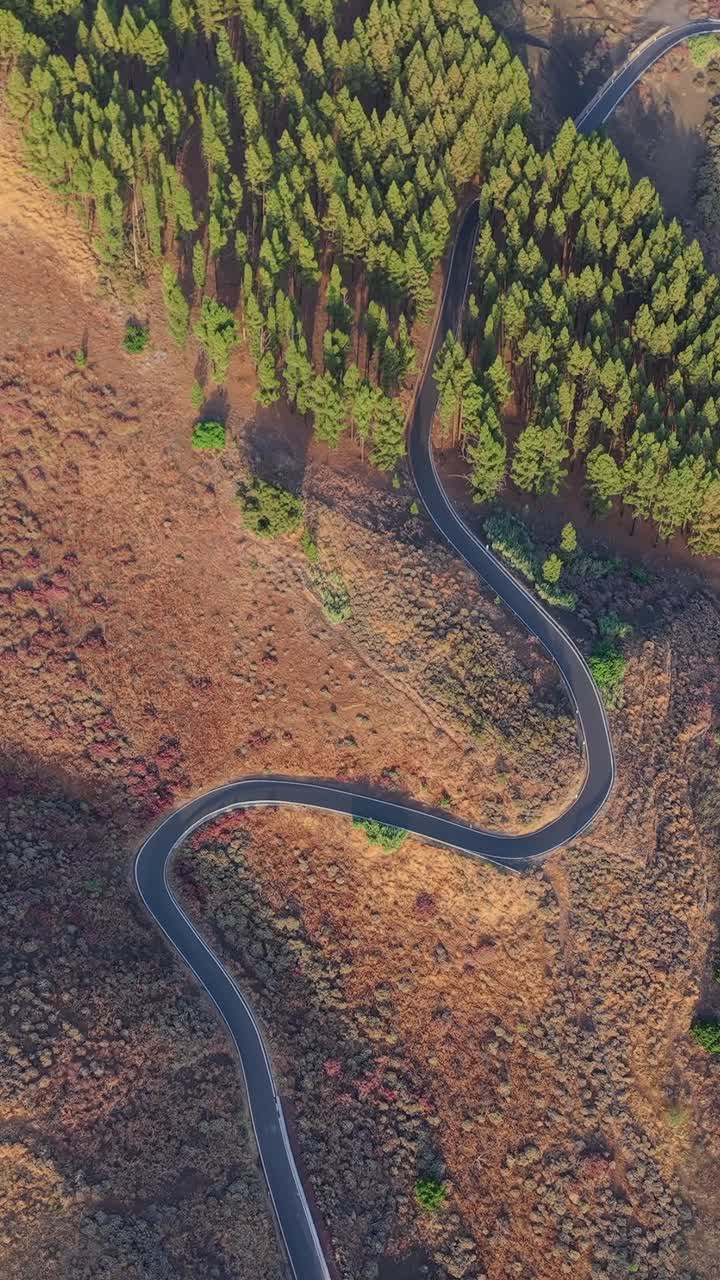 Vista aérea al atardecer sobre un pinar y una carretera que lo atraviesa. En Gran Canaria, Islas Canarias
