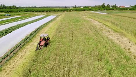 tractor mowing green grass on the field for hay