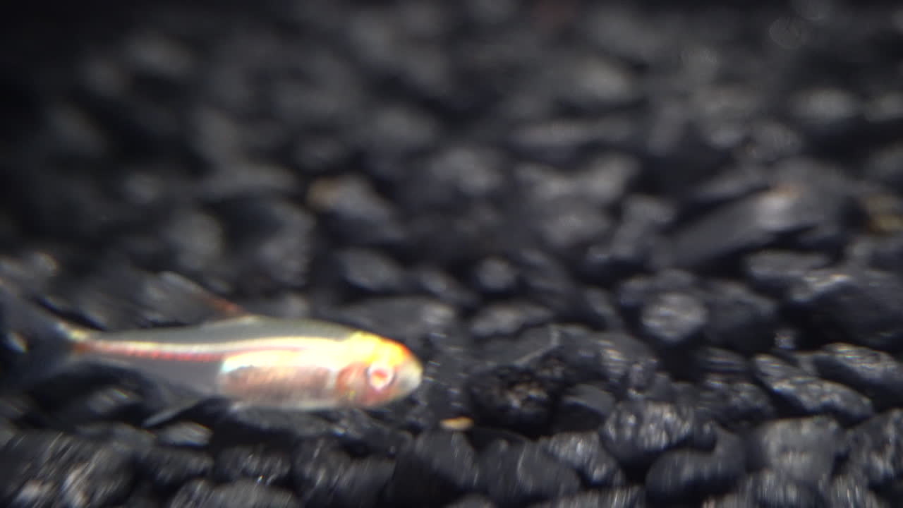 内部構造が見える透明な熱帯魚