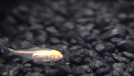 a transparent tropical fish with visible internal structures