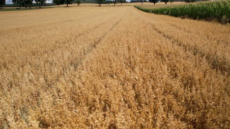 Low-aerial-drone-view-over-golden-crop-field,-truck-right