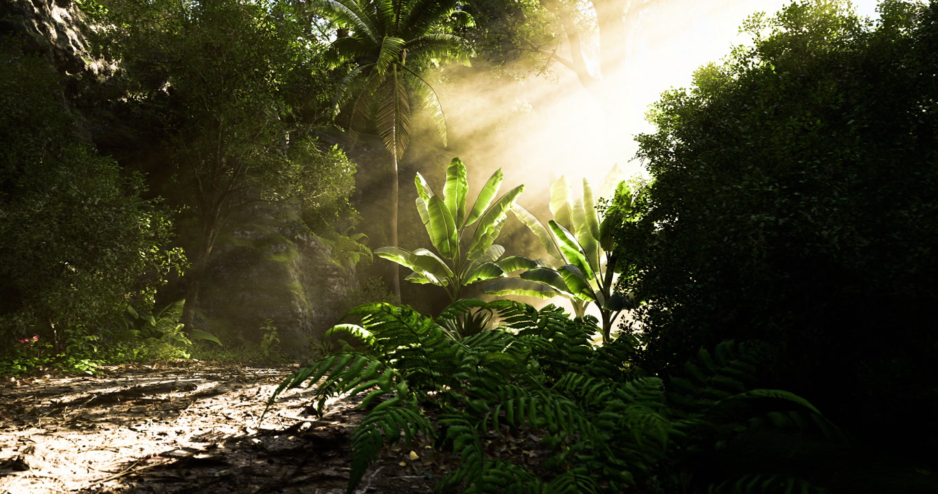 Sunlight streams through trees in a lush forest filled with greenery
