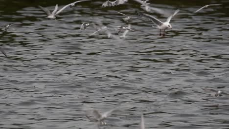 Terns-and-Gulls-Skimming-for-Food-are-migratory-seabirds-to-Thailand,-flying-around-in-circles,-taking-turns-to-skim-for-food-floating-on-the-sea-at-Bangpu-Recreational-Center-wharf