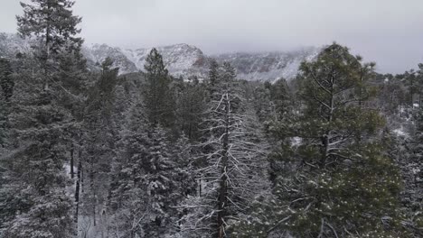 Luftaufnahme,-Drohne-Erhebt-Sich-Langsam-über-Schneebedeckte-Kiefern-Im-Winter,-Berge-Im-Hintergrund,-60-Fps