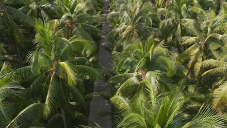 Moped rider riding along a coconut palm road