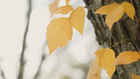 las hojas rojas amarillas crecen al lado de un árbol en el bosque durante la temporada de otoño