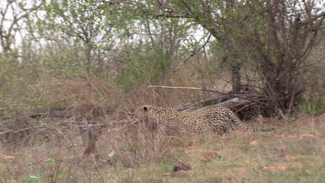 Ein-Leopard-Auf-Der-Jagd,-Der-Durch-Das-Gras-Schleicht,-Während-Er-Seine-Beute-Anpirscht