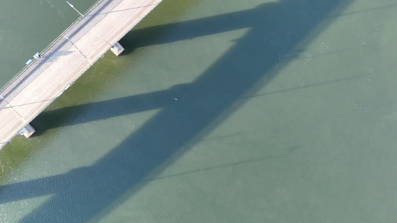 dopina persiguiendo peces brillantes en aguas poco profundas