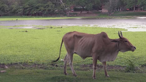 Vaca-Pastando-En-El-Viento-Junto-A-Un-Lago