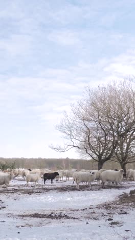 sheep in a snowy field