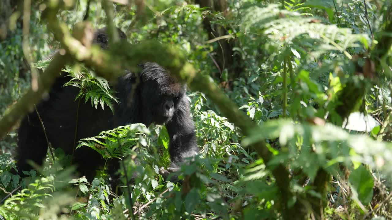 Gorilla cammina nella foresta con il suo cucciolo sulla schiena