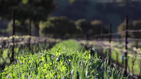un cultivo de cobertura verde crece entre hileras en un viñedo de california 1