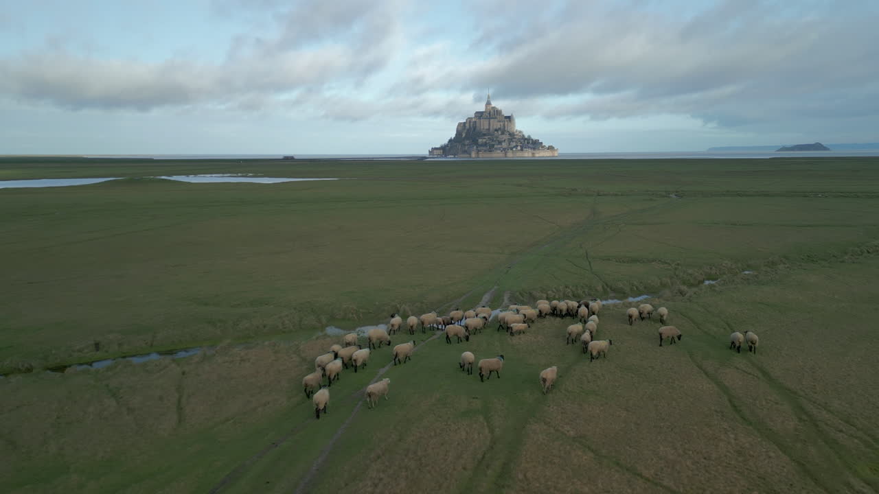 vista aérea de le mont saint michel con ovejas en primer plano