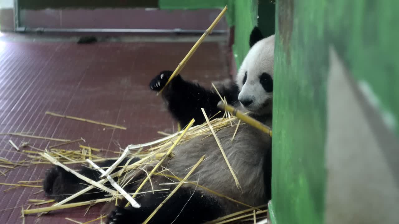 panda comiendo bambú