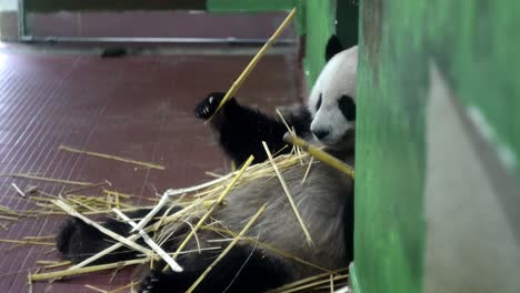 panda eating bamboo