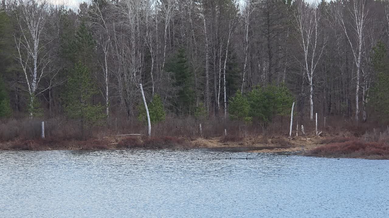 Wildlife Scene Over Serene Lakes Near Maniwaki, Quebec, Canada. Tracking Shot