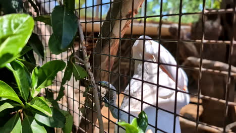 Beautiful-white-Cockatoo,-Sulphur-crested-Cockatoo,-behind-zoo-fence,-close-up