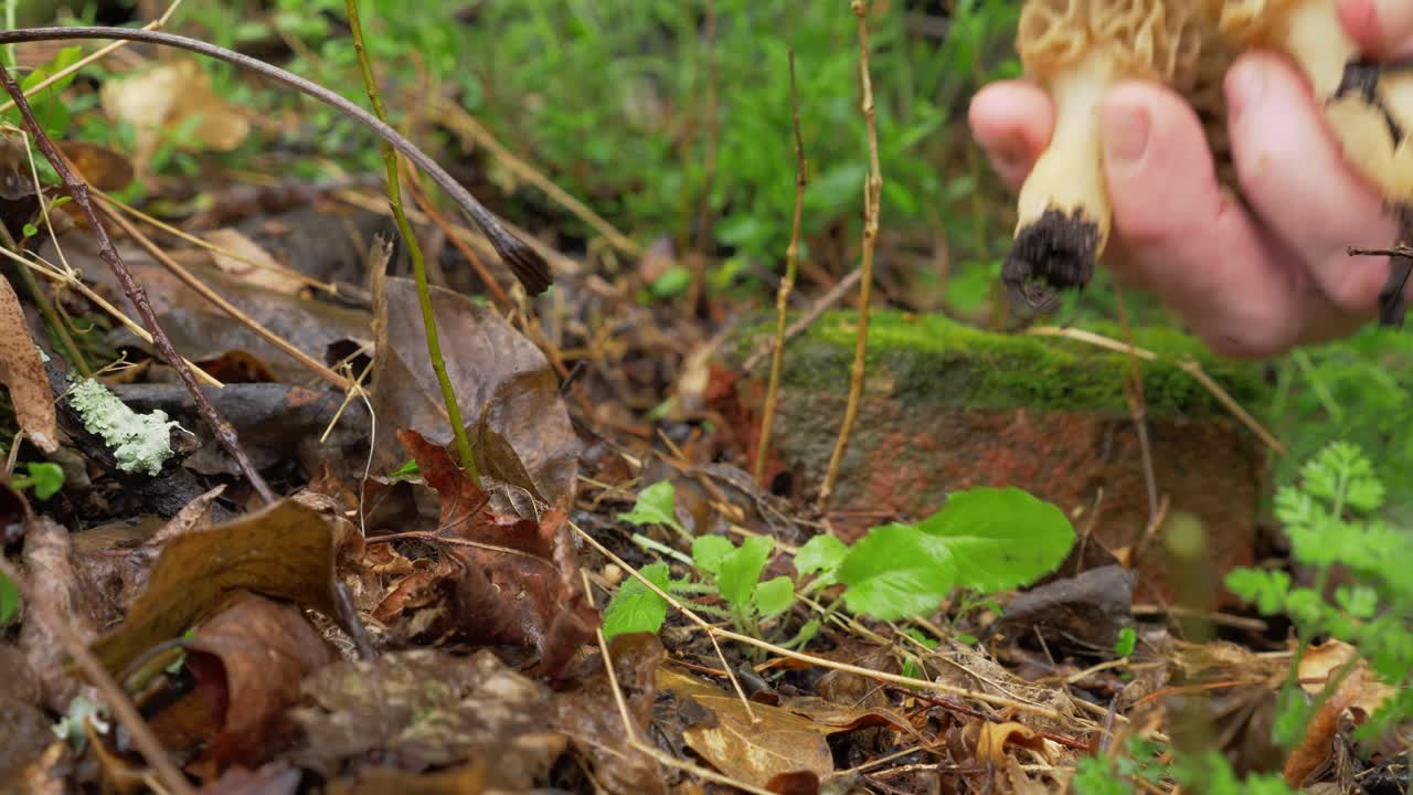 숲에서 세 개의 곰보버섯 야생 버섯을 따는 손 클로즈업, 하루