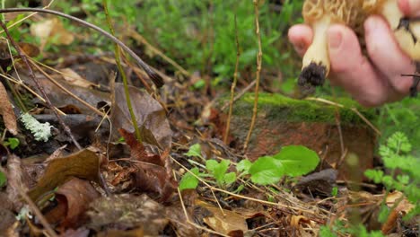 Nahaufnahme-Der-Hand,-Die-Drei-Morcheln-Im-Wald-Aufsammelt,-Tag