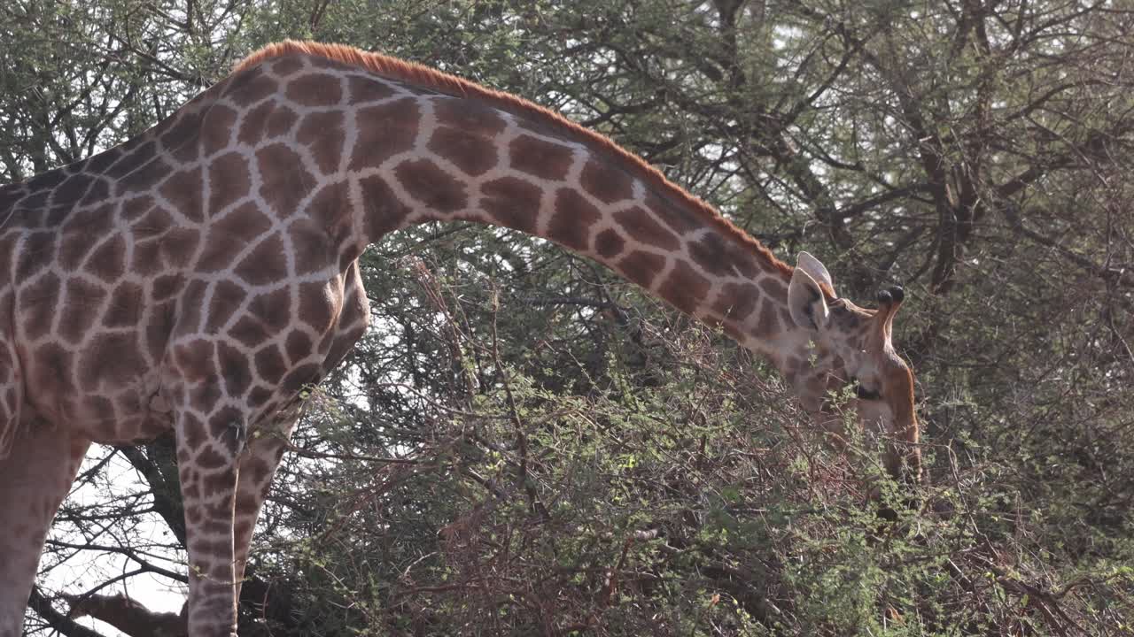 A giraffe bull feeding on a small bush while bending down, Mashatu Game Reserve