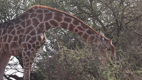 a giraffe bull feeding on a small bush while bending down, mashatu game reserve