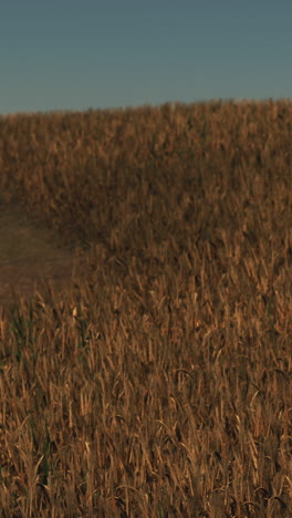 golden wheat field