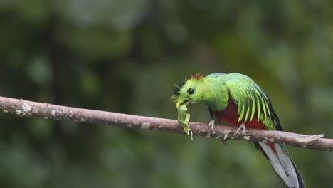 resplendent quetzal male perched on branch, eating a wild avocado