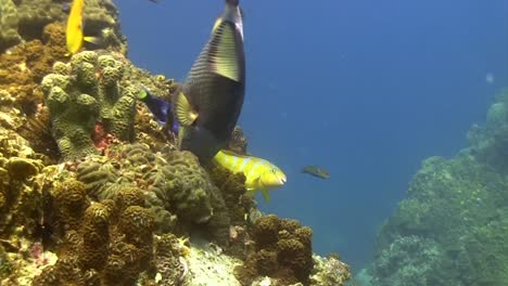 trigger fish at koh tao-1