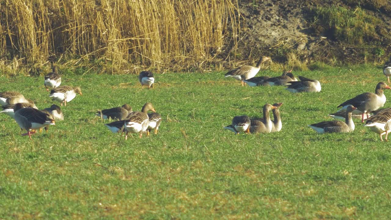 이주 시즌 동안 북부 유럽의 녹색 농경지에서 번식하는 그레이래그 거위의 아름다운 큰 무리, 화창한 봄날, 먼 중간 낮은 각도 샷