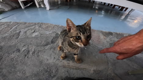 Un-Gato-Salvaje-Y-Curioso-En-Un-Restaurante-Griego-Quiere-Jugar-Con-Un-Turista,-Este-Se-Burla-De-él-Con-La-Mano