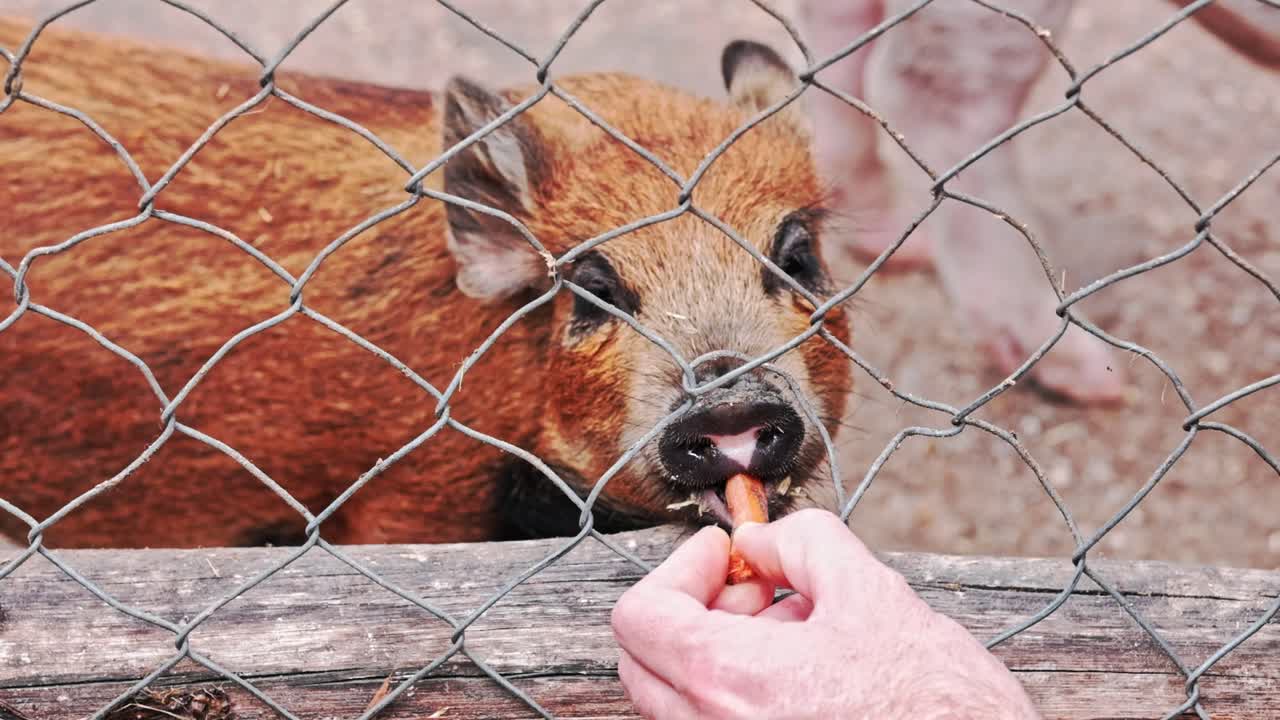 A brown pig being fed a carrot behind a wire fence at a petting zoo