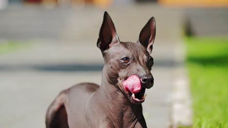 confident american hairless terrier standing in sunny latvia garden pathway