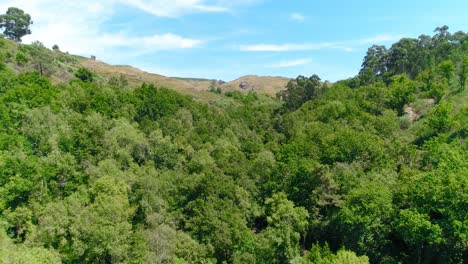 Disparo-De-Drone-De-Bosque-De-Copas-De-árboles-Verdes